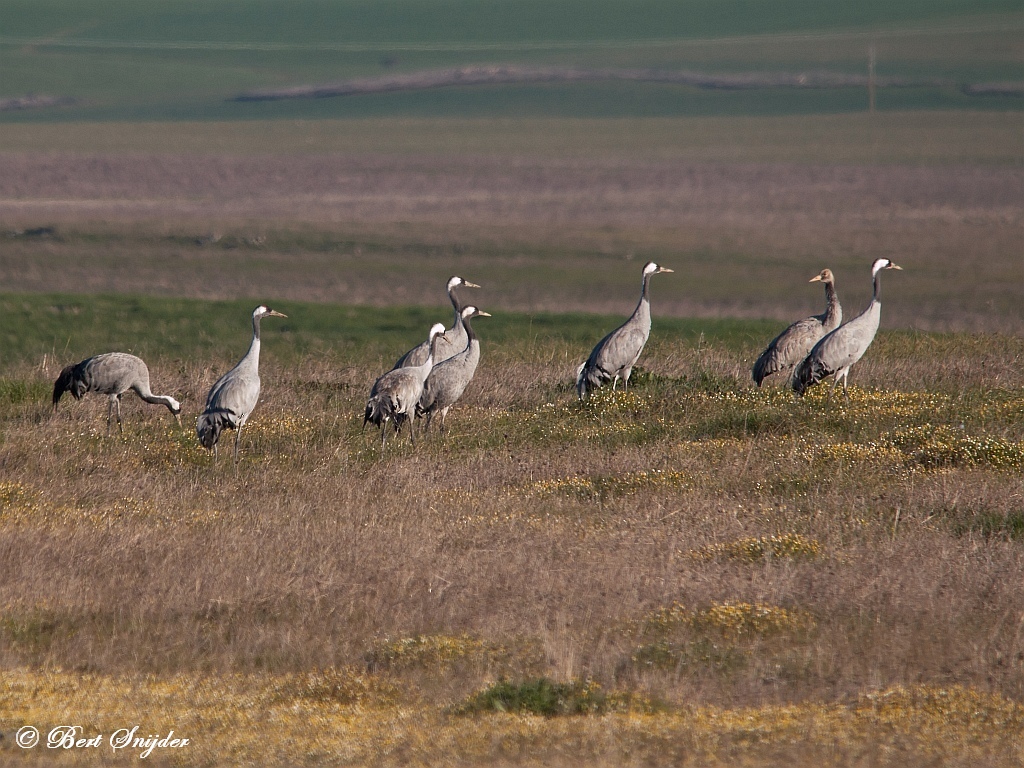 Common Crane Birding Holiday Portugal