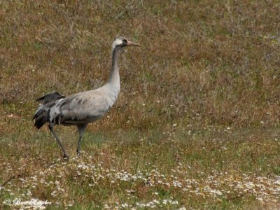 Common Crane Birdwatching Holiday Portugal