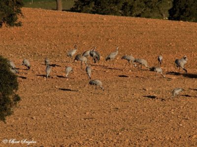 Common Crane Birdwatching Holiday Portugal