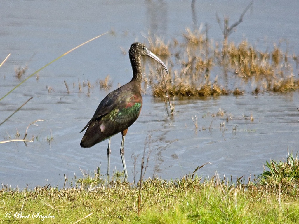 Glossy Ibis Birding Portugal