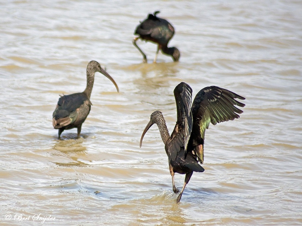 Glossy Ibis Birding Portugal