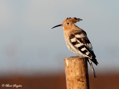 Hoopoe Birdwatching Holiday Portugal