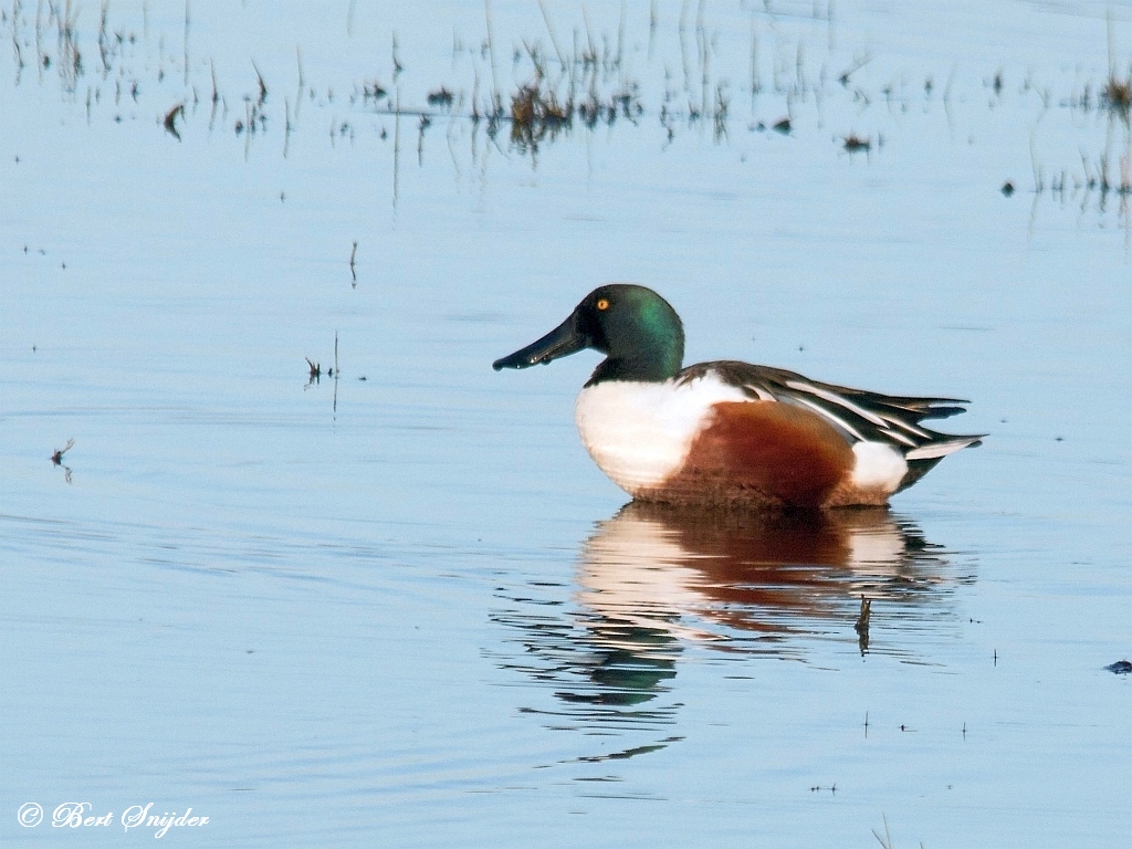 Northern Shoveler Birding Portugal