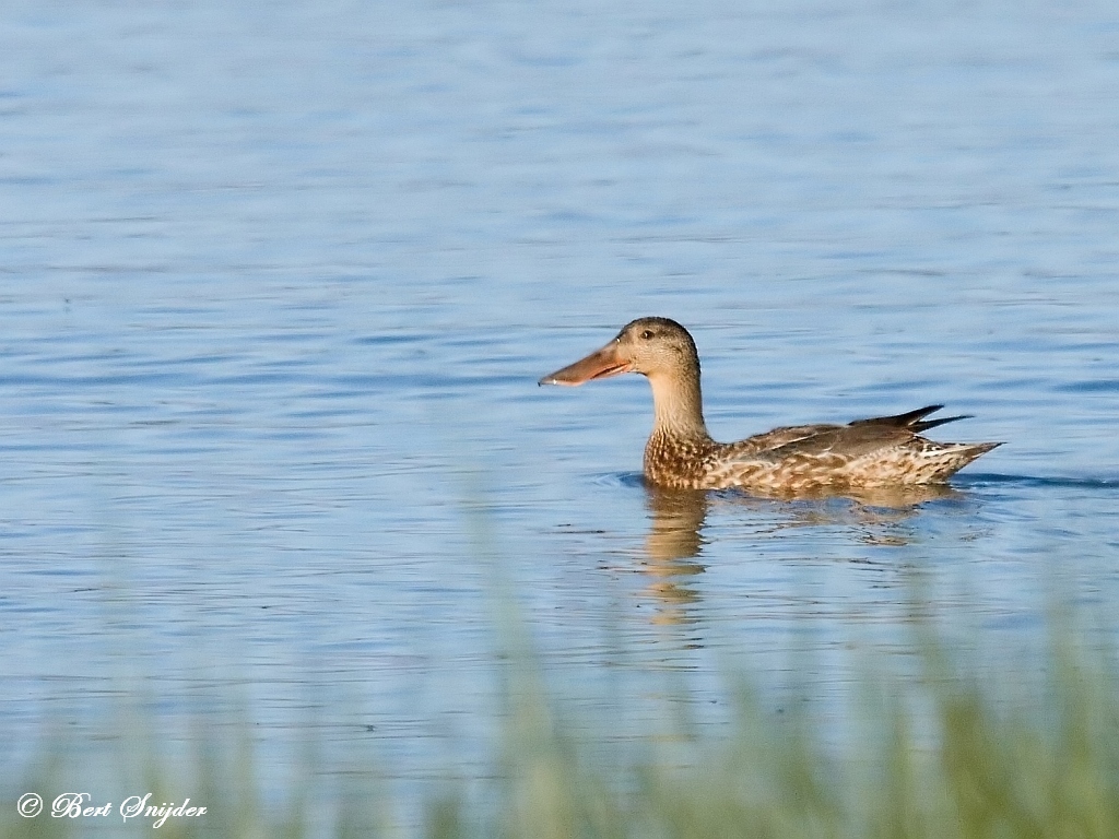 Northern Shoveler Birding Portugal