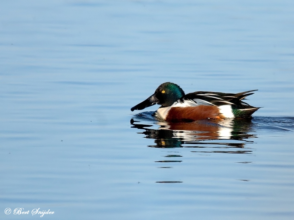 Northern Shoveler Birding Portugal