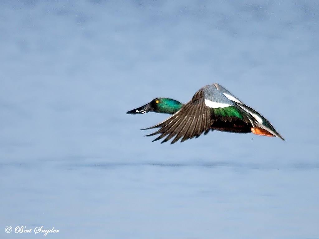 Northern Shoveler Birdwatching Portugal