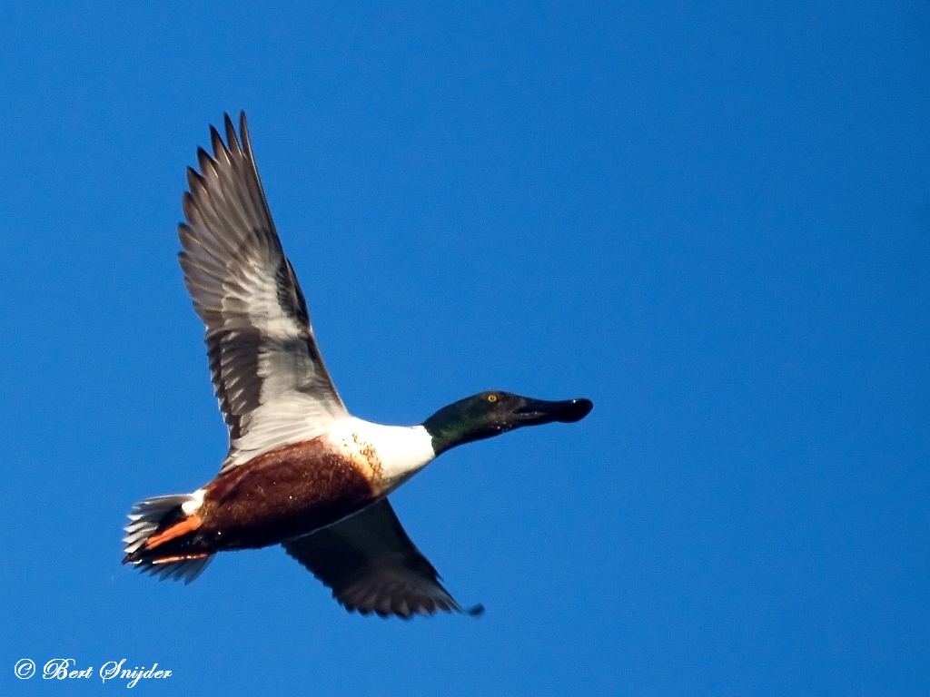 Shoveler Birdwatching Portugal