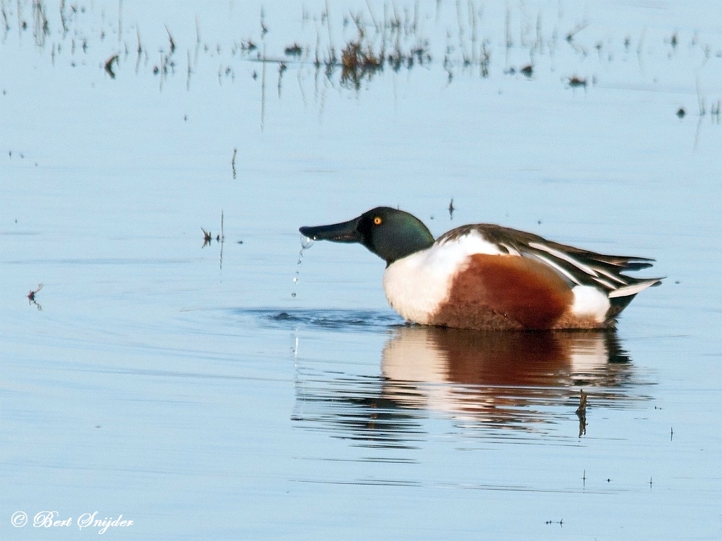 Shoveler Birdwatching Portugal