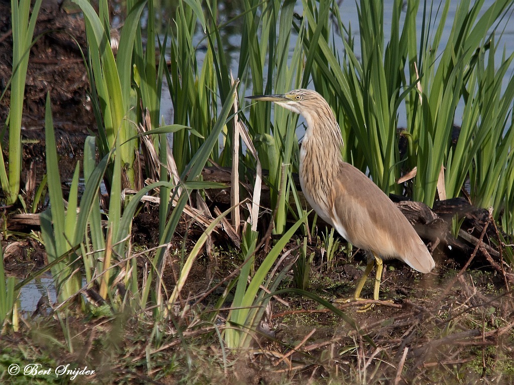 Squacco Heron Birding Portugal