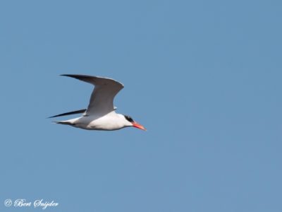 Caspian Tern Birdwatching Portugal