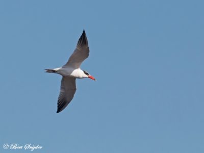 Caspian Tern Birding Portugal
