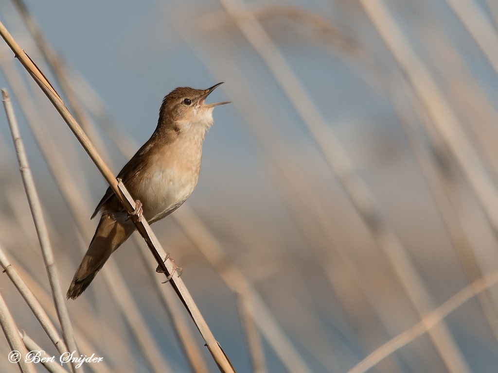 Savi´s Warbler Birding Portugal