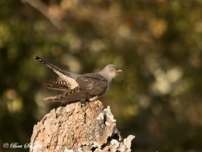 Cuckoo Birding Portugal