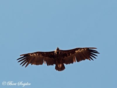Black vulture Birding portugal
