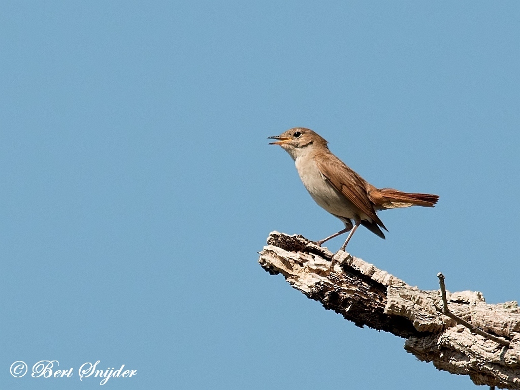 Nightingale Birdwatching Holiday Portugal