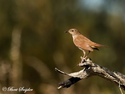 Nightingale Birding Holiday Portugal