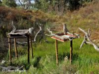 Bird Hide Alentejo Portugal
