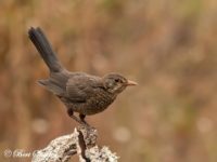 Blackbird Bird Hide BSP1 Portugal