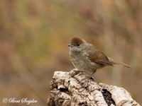 Blackcap Bird Hide BSP1 Portugal