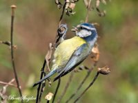Blue Tit Bird Hide BSP1 Portugal