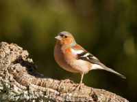Chaffinch Bird Hide BSP1 Portugal