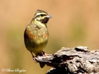 Cirl Bunting Bird Hide BSP1 Portugal