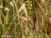 European Serin Bird Hide BSP1 Portugal