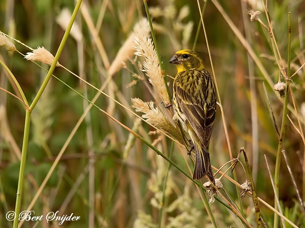 European Serin Bird Hide BSP1 Portugal