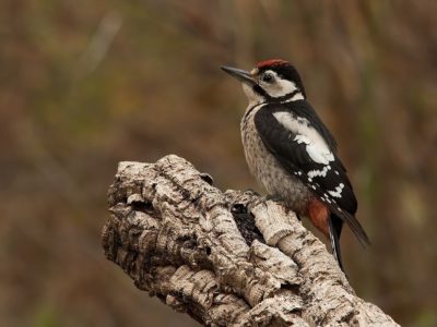 Great Spotted Woodpecker Bird Hide BSP1 Portugal