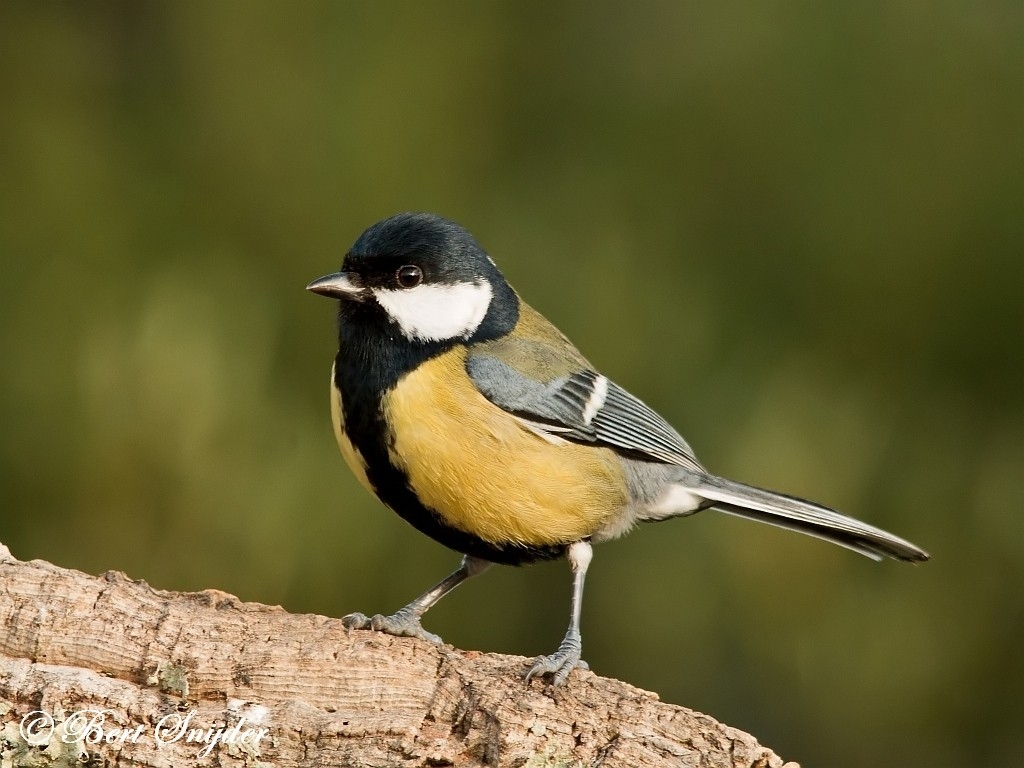 Is a Passerine Bird in the Tit Family Paridae. it is a Widespread