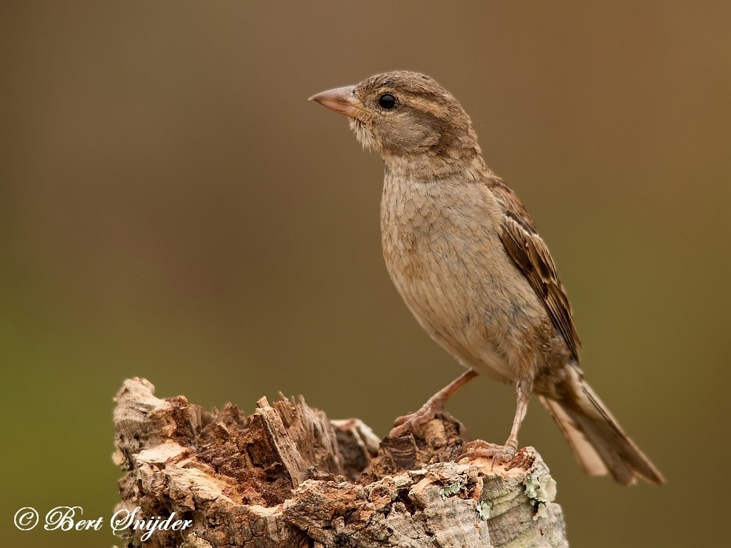 House Sparrow Bird Hide BSP1 Portugal