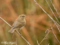 Iberian Chiffchaff Bird Hide BSP1 Portugal