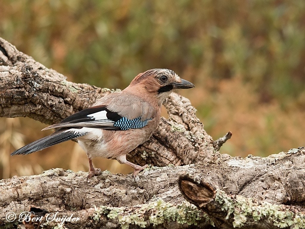 Jay Bird Hide BSP1 Portugal