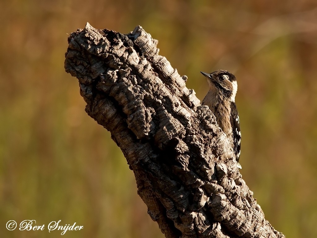 Lesser Spotted Woodpecker Bird Hide BSP1 Portugal