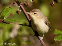 Melodious Warbler Bird Hide BSP1 Portugal