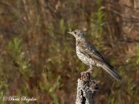 Mistle Thrush Bird Hide BSP1 Portugal