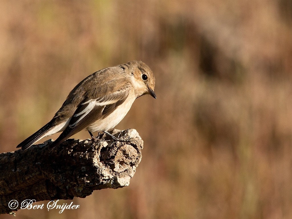 Beautiful Indian European Pied Flycatcher Bird Sitting On, 52% OFF