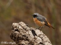 Redstart Bird Hide BSP1 Portugal