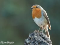 Robin Bird Hide BSP1 Portugal
