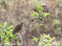 Rock Bunting Bird Hide BSP1 Portugal