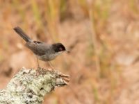 Sardinian Warbler Bird Hide BSP1 Portugal