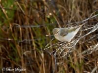 Western Bonelli´s Warbler Bird Hide BSP1 Portugal