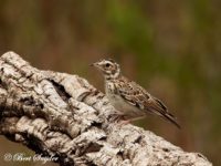 Woodlark Bird Hide BSP1 Portugal