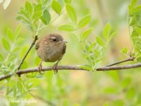 Wren Bird Hide BSP1 Portugal