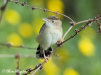 Zitting Cisticola Bird Hide BSP1 Portugal