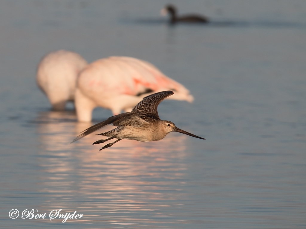 Bar-tailed Godwit 