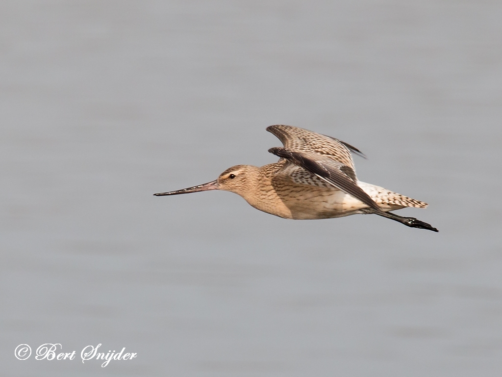 Bar-tailed Godwit Birding Portugal