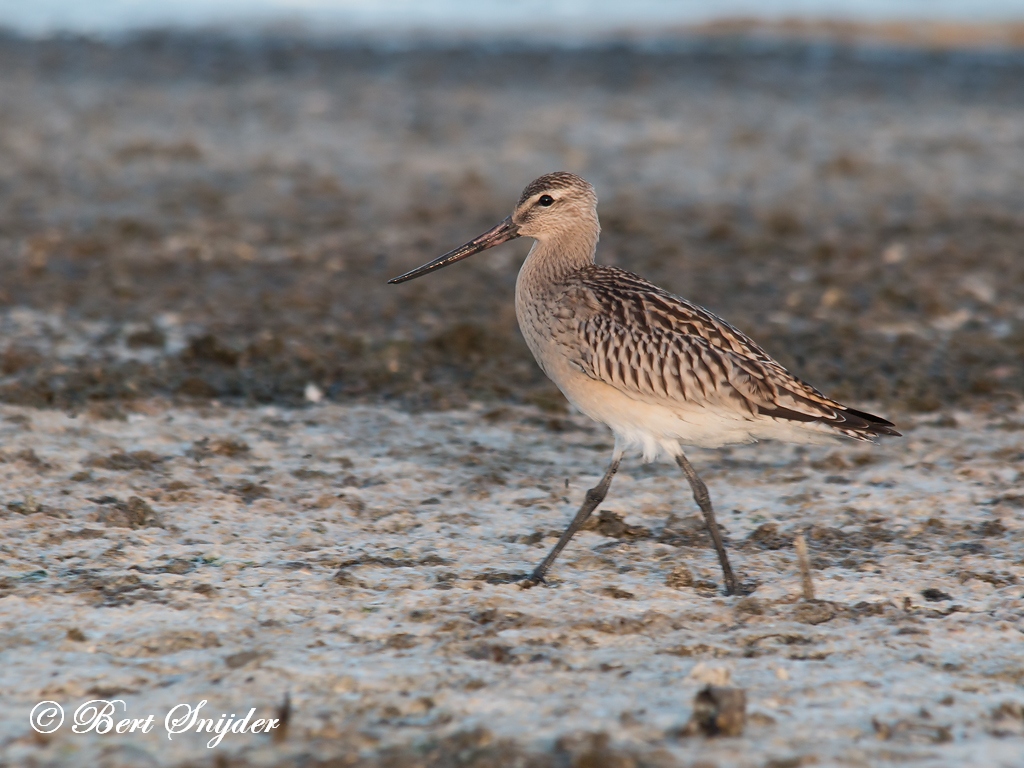 Bar-tailed Godwit Birding Portugal