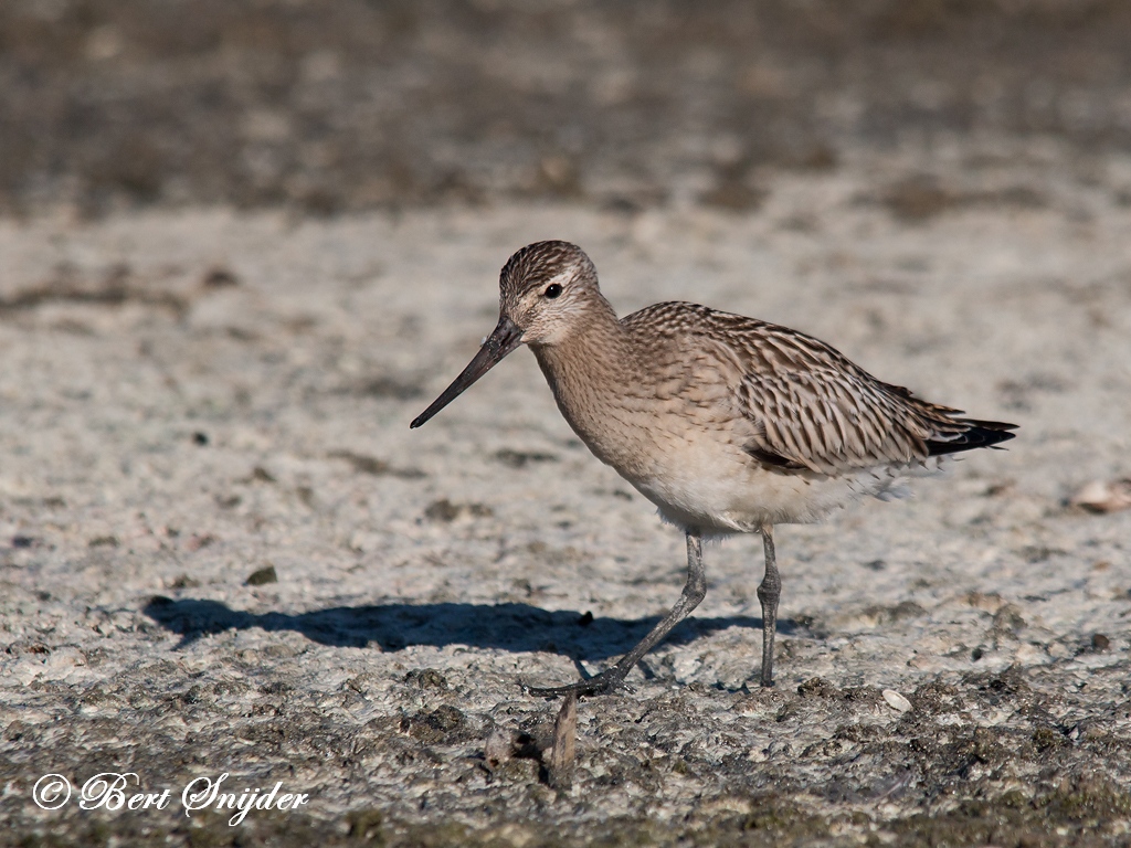 Bar-tailed Godwit Birding Portugal