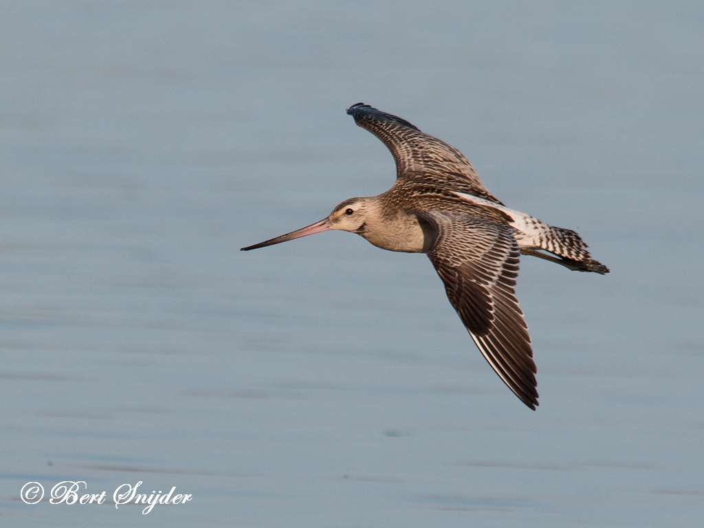 Bar-tailed Godwit Birding Portugal